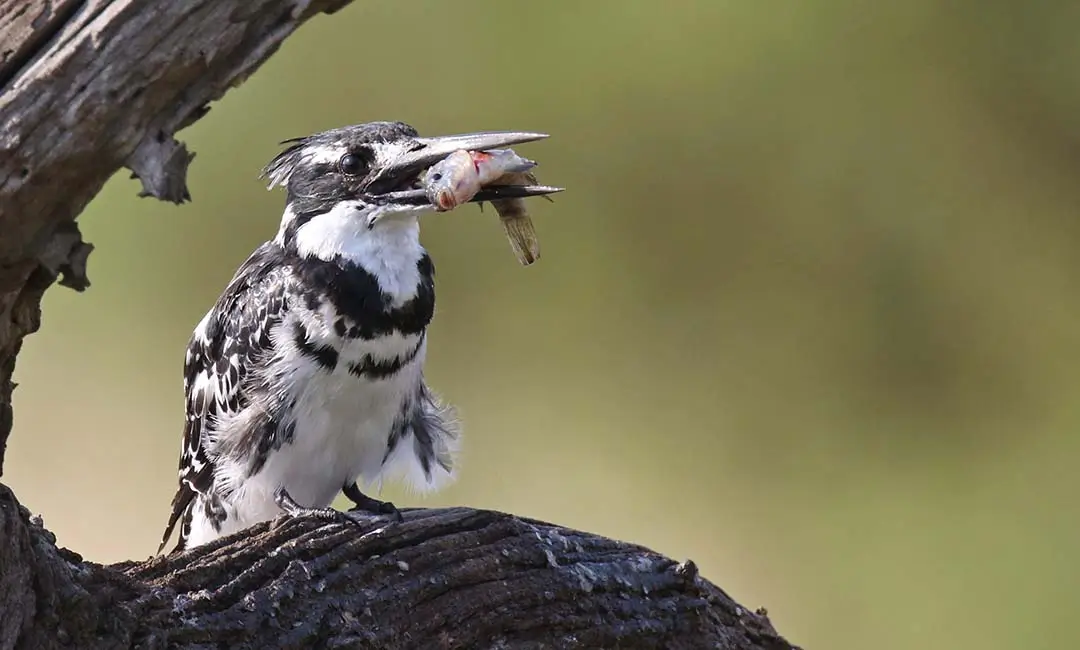 Pied kingfisher